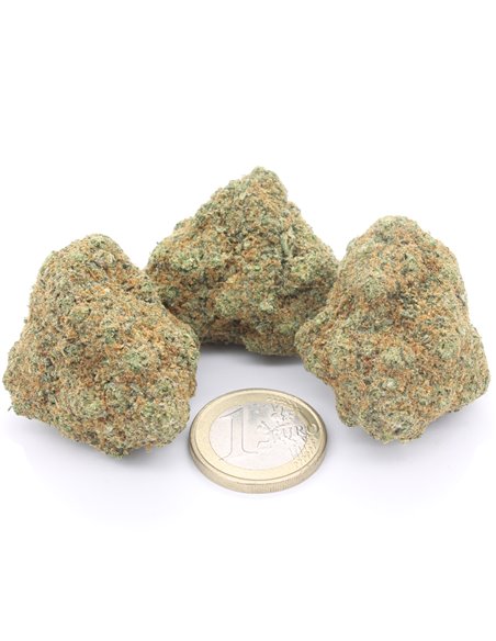 Gorilla Glue Interior