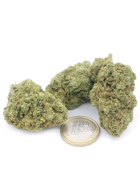 CBD Therapy