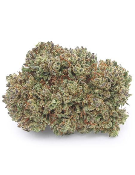 Critical+