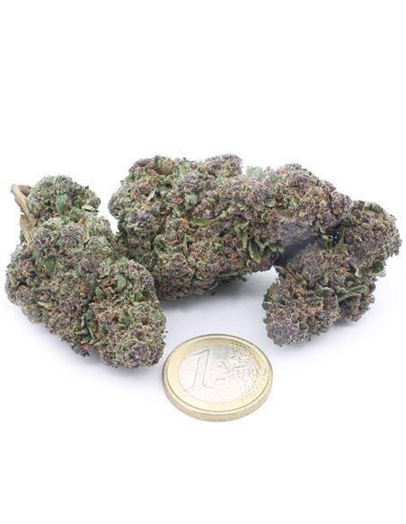 OG Kush