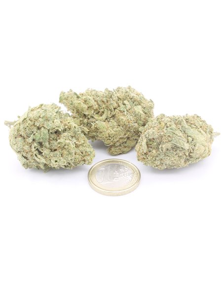 White Widow Indoor
